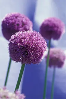 Optimism: Allium