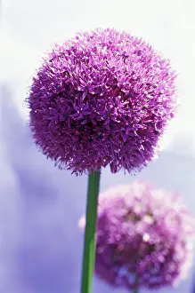 Optimism: Allium