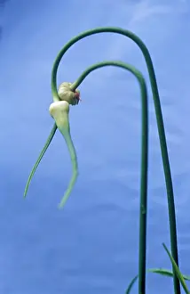 Combined: Allium
