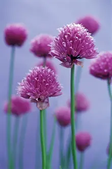 Leadership: Allium