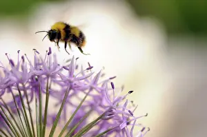 Sensation: Allium