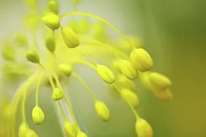 Flavum: Allium