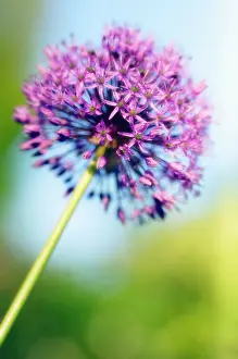 Rosenbach: Allium