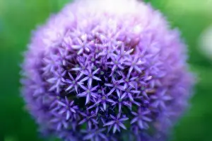 Rosenbach: Allium