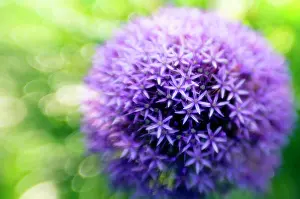 Rosenbach: Allium