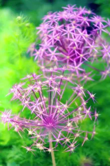 Cristophii: Allium