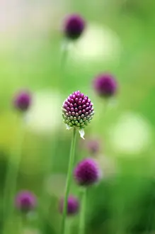 Leek: Allium