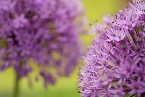 Geometrical: Allium