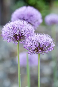 Geometrical: Allium