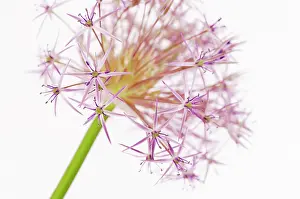 Cristophii: Allium