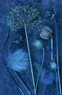 Saved: Allium