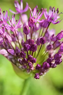Gladiator: Allium