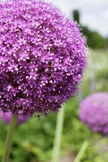 Globemaster: Allium
