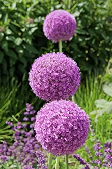 Organized: Allium