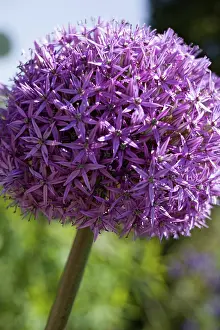 Gladiator: Allium