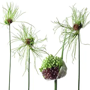 Comedy: Allium