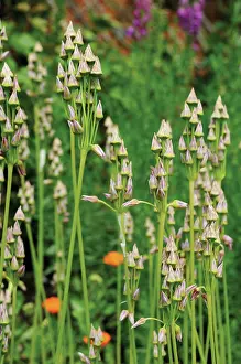 Blown: Allium