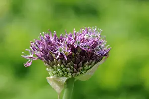 Advancement: Allium
