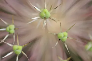 Surreal: Allium