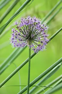Hollandicum: Allium