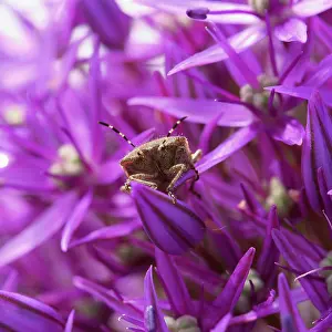 Hollandicum: Allium