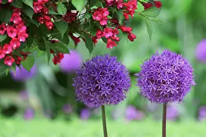 Combinations: Allium