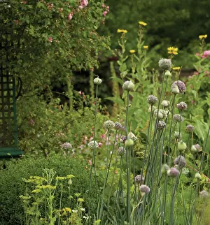 Combinations: Allium