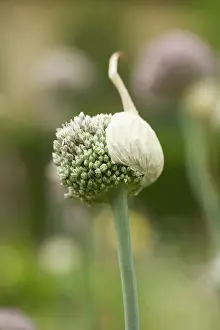 Enclosed: Allium