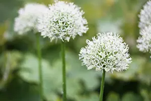 Geometrical: Allium