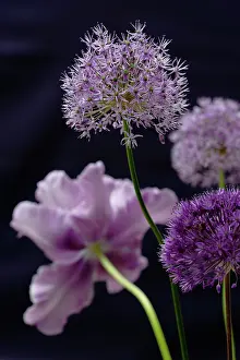Turned: Allium