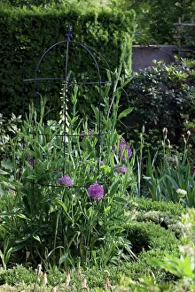 Strengthen: Allium