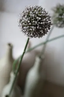 Vase: Allium