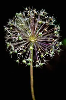 Collected: Allium