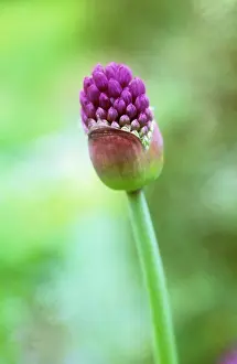 Beginning: Allium