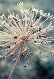Onion: Allium