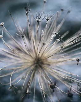 Crazy: Allium