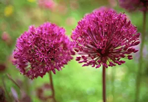 Onion: Allium