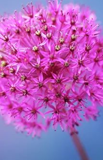 Intricate: Allium