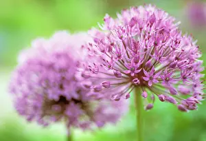 Onion: Allium