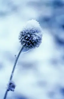 Leek: Allium