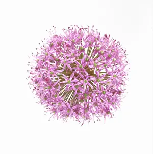 Intricate: Allium