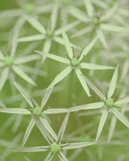 Onion: Allium