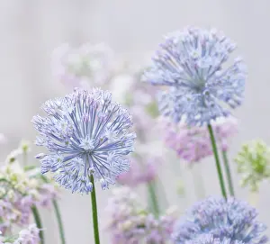 Intricate: Allium