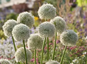 Intricate: Allium