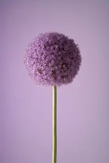 Onion: Allium