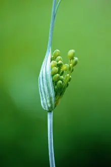 Onion: Allium
