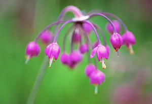 Onion: Allium