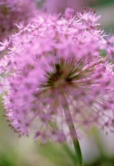 Onion: Allium