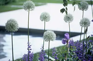 Lifestyle: Allium