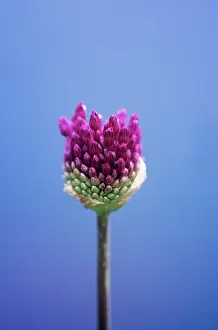Beginning: Allium